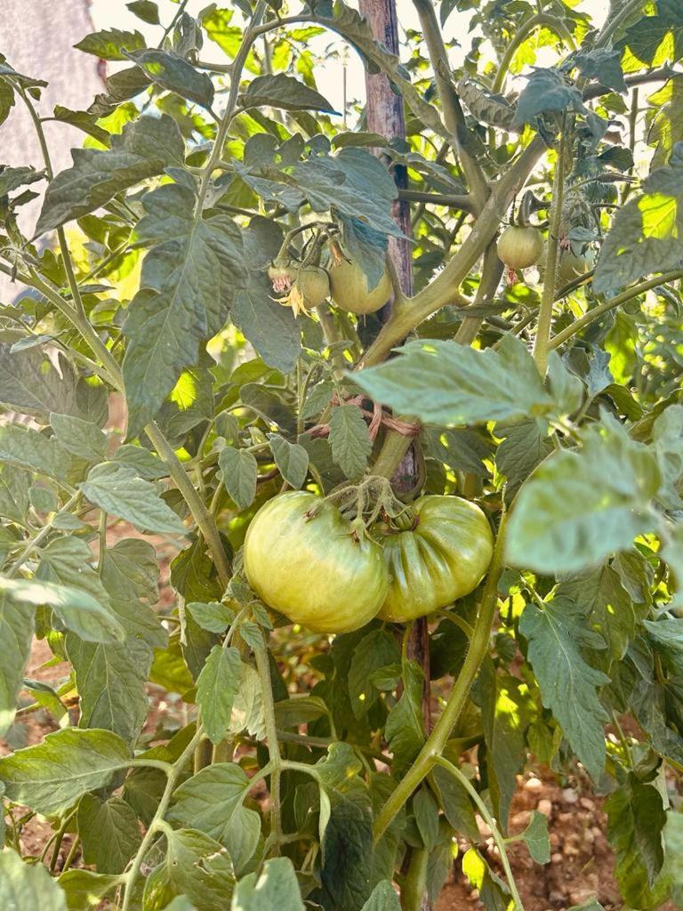 Kuca Za Odmor Sika Βίλα Sinj Εξωτερικό φωτογραφία